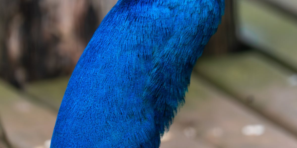 isca para tucunaré