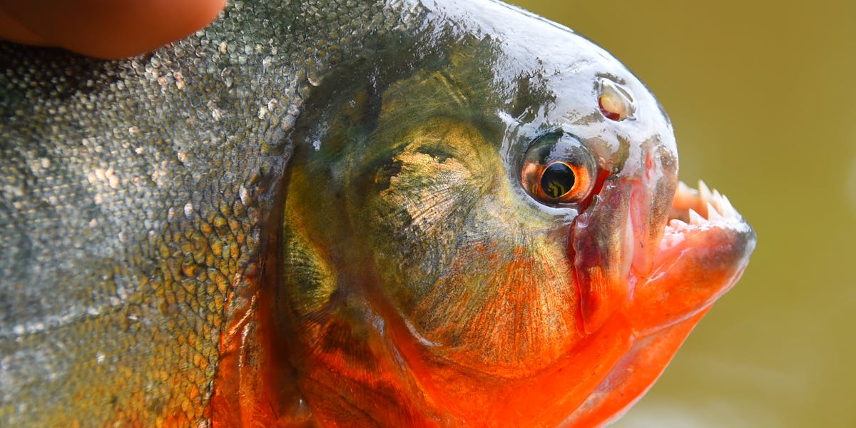 pesca de piranha